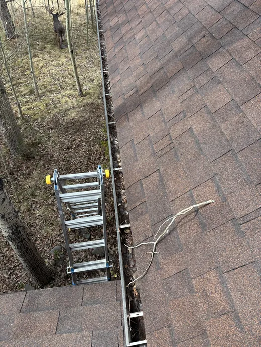 A deer watching from the trees while a ladder is set against a gutter