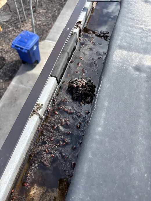 A gutter packed with wet seed debris before cleaning