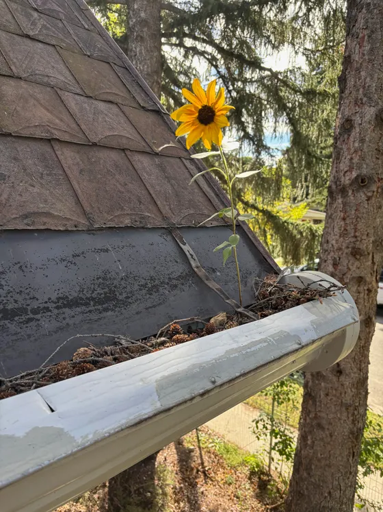 A sunflower growing out of a gutter packed with debris