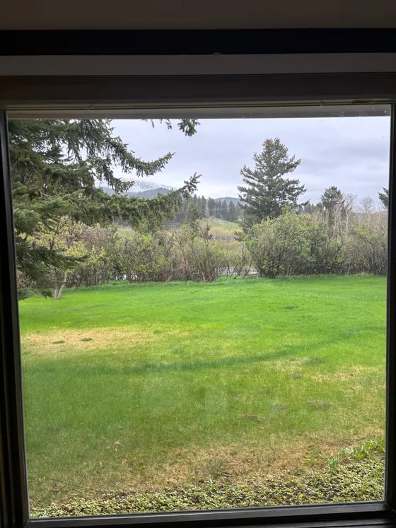 Lawn, pines, and misty mountains seen through a spotless window